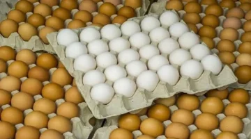 بـ 115 جنيهًا.. سعر كرتونة البيض للمستهلك في بورصة الدواجن قبل شهر رمضان